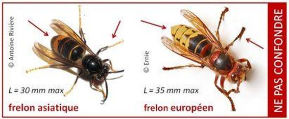 frelons asiatique et européen